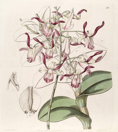 Dendrobium taurinum von Miss Drake